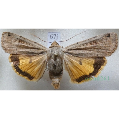 Noctua orbona (Hufnagel, 1766) Rolnica sierotka Slovakia67j